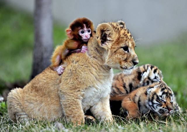 Monkey hanging on the back of a baby lion's back.