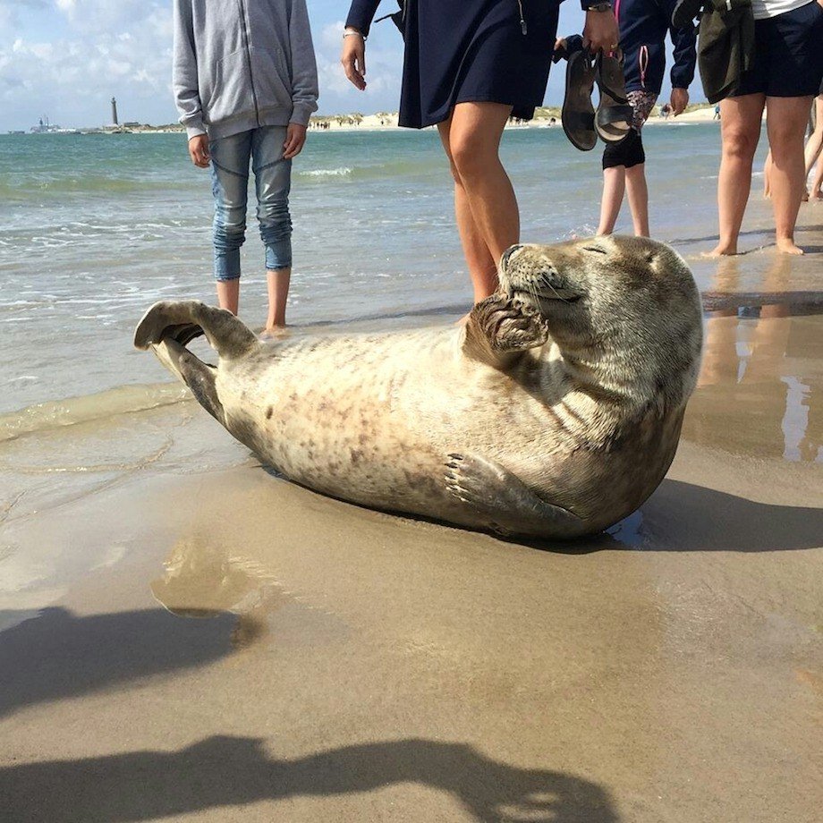 Seal posing on the beach.
