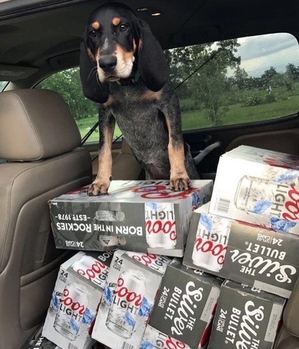 Dog on top of a bunch of beer cases in the back of the car