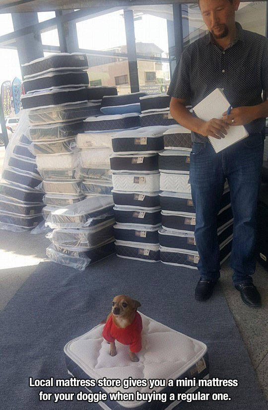 dog on small mattress - Local mattress store gives you a mini mattress for your doggie when buying a regular one.