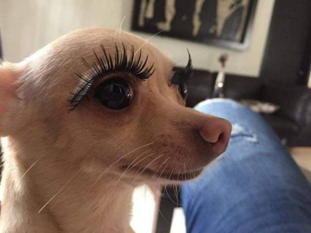 chihuahua with eyelashes