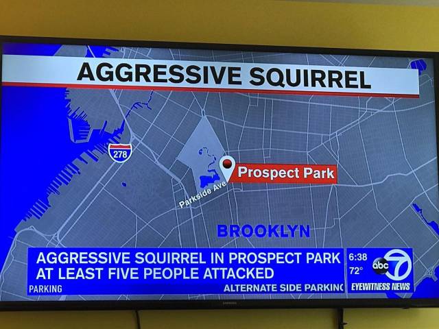 ate without a table - Aggressive Squirrel Prospect Park Inilai Parkside Ave Brooklyn 720 abc Aggressive Squirrel In Prospect Park 72 At Least Five People Attacked Parking Alternate Side Parkinc Eyewitness News