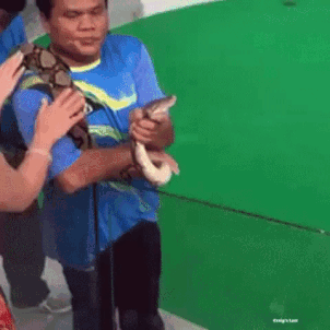 Woman gets bitten in the face by a snake GIF
