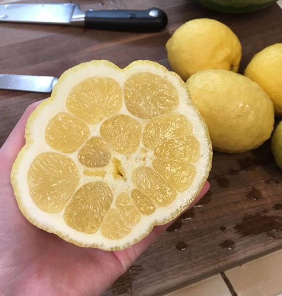 random inside of a lemon