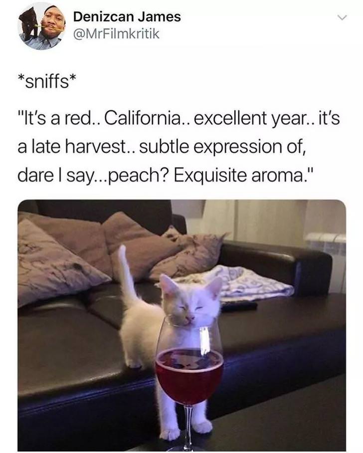 dare i say peach meme - Denizcan James sniffs "It's a red.. California.. excellent year.. it's a late harvest.. subtle expression of, dare I say...peach? Exquisite aroma."