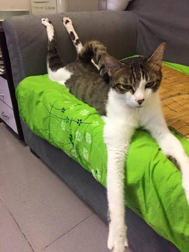 cat sitting in weird position