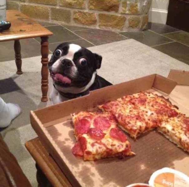 pizza dog