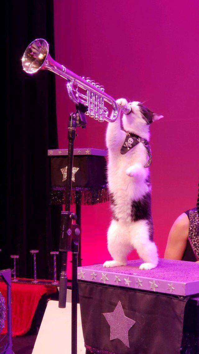 cat giving it his all blowing a trumpet on stage while standing up at the mic
