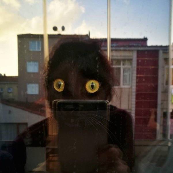 funny reflection of your human silhouette and cat's eyes