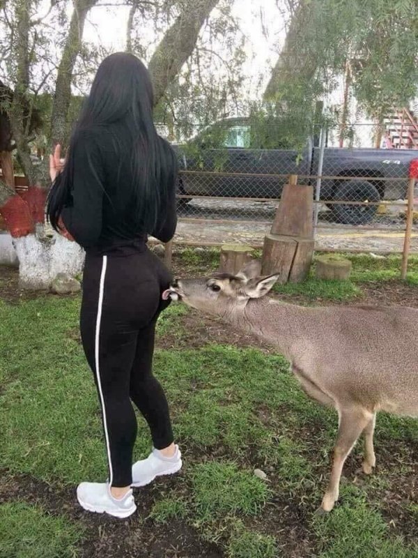 Deer curious and licking a woman's back side