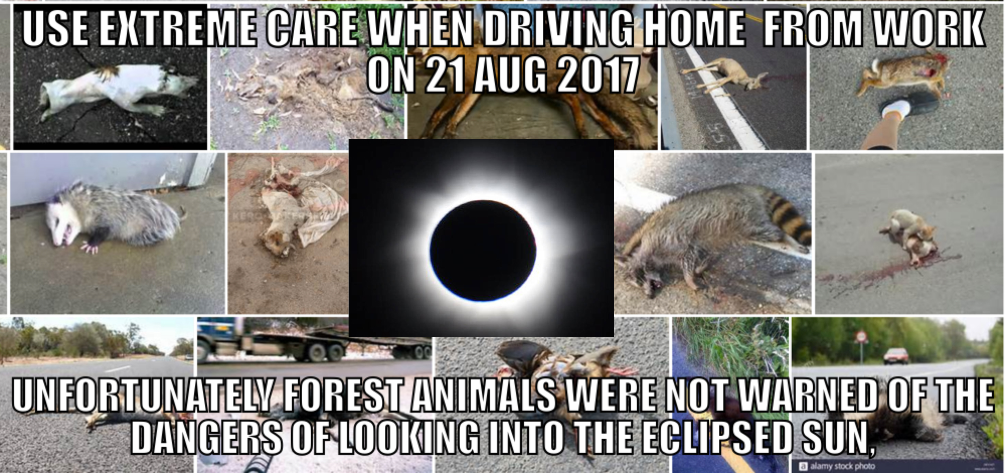 Unfortunately, the PSA that was passed around, warning us to keep our dogs inside during the eclipse, will never reach the forest animals.