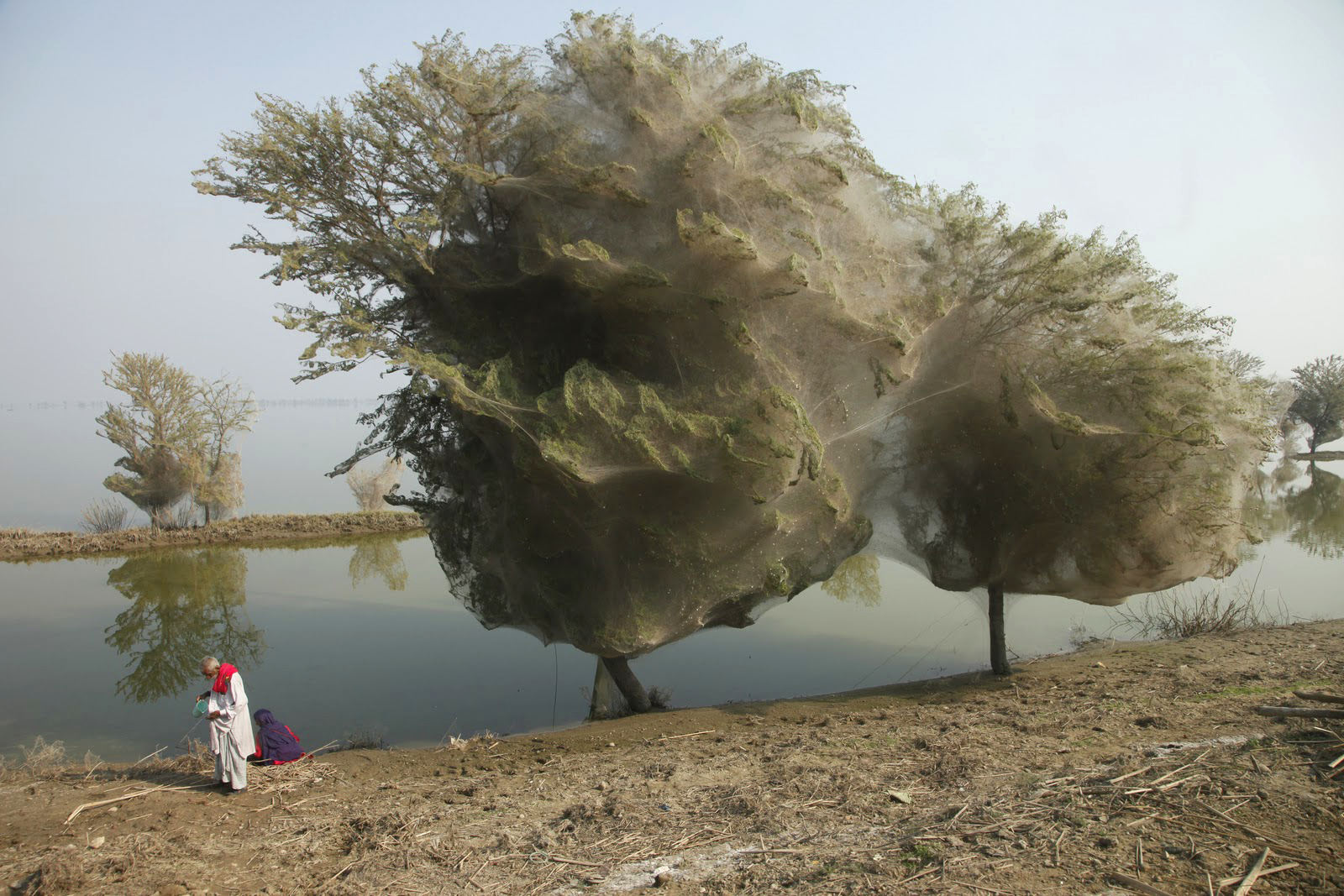 Spiders made webs in tree during Pakistani flood