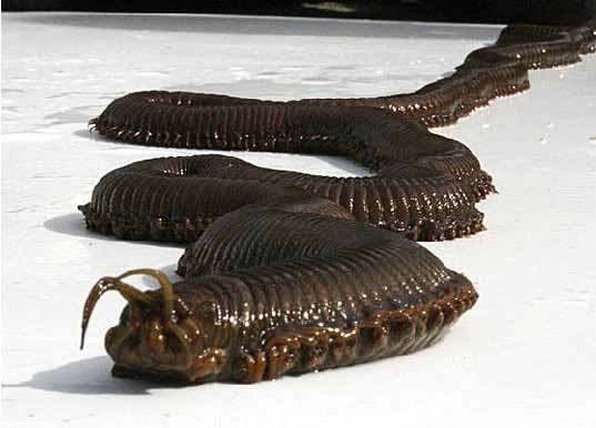 Giant sea worm - 4ft long