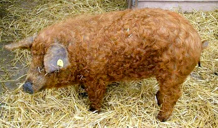 Wooly mangalica pig