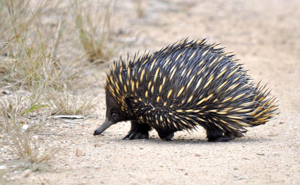 Long-nosed echidna
