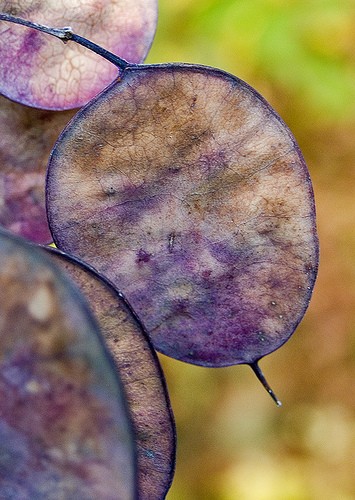 Lunaria seed pods
