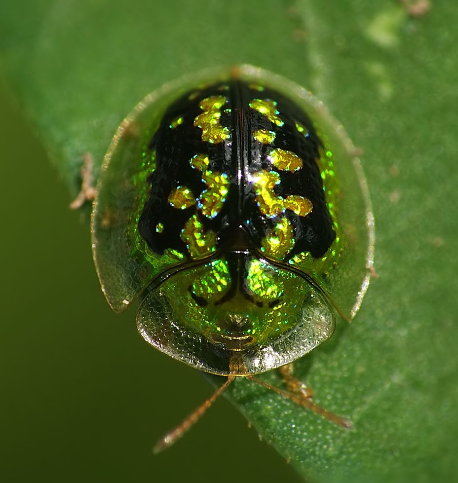 Mottled tortoise beetle