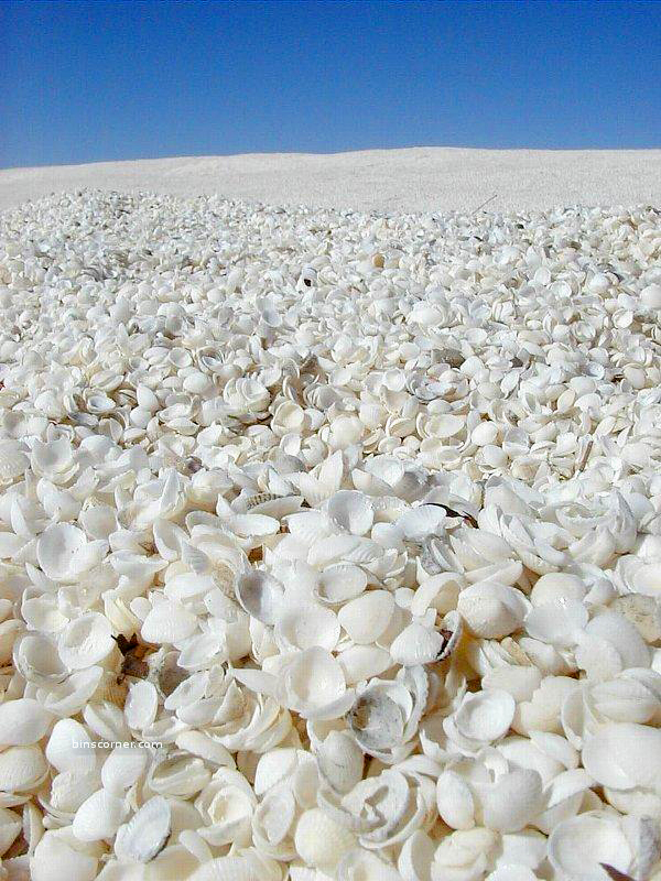 The desert of shells