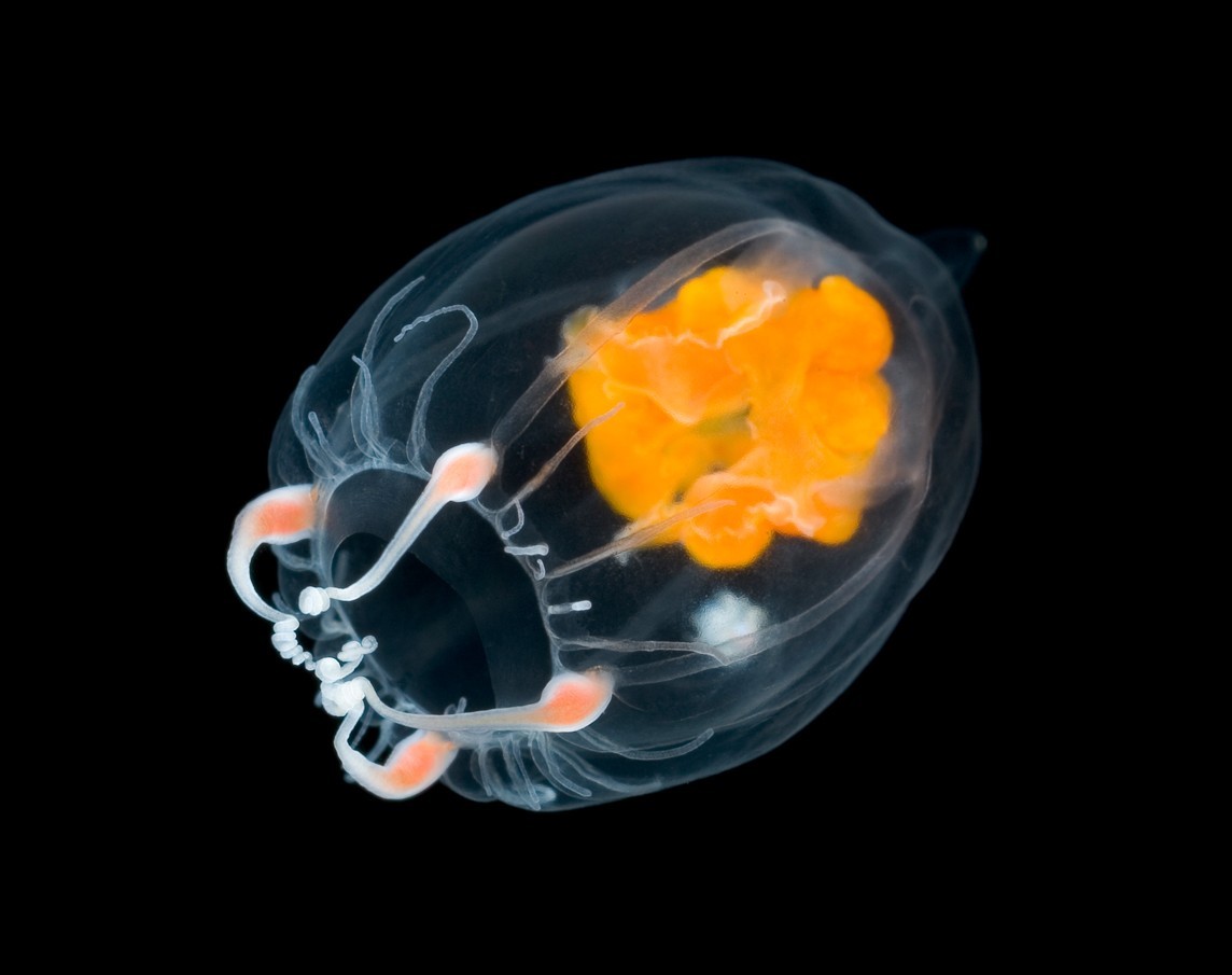 Translucent jellyfish from Antarcticas Weddell Sea.