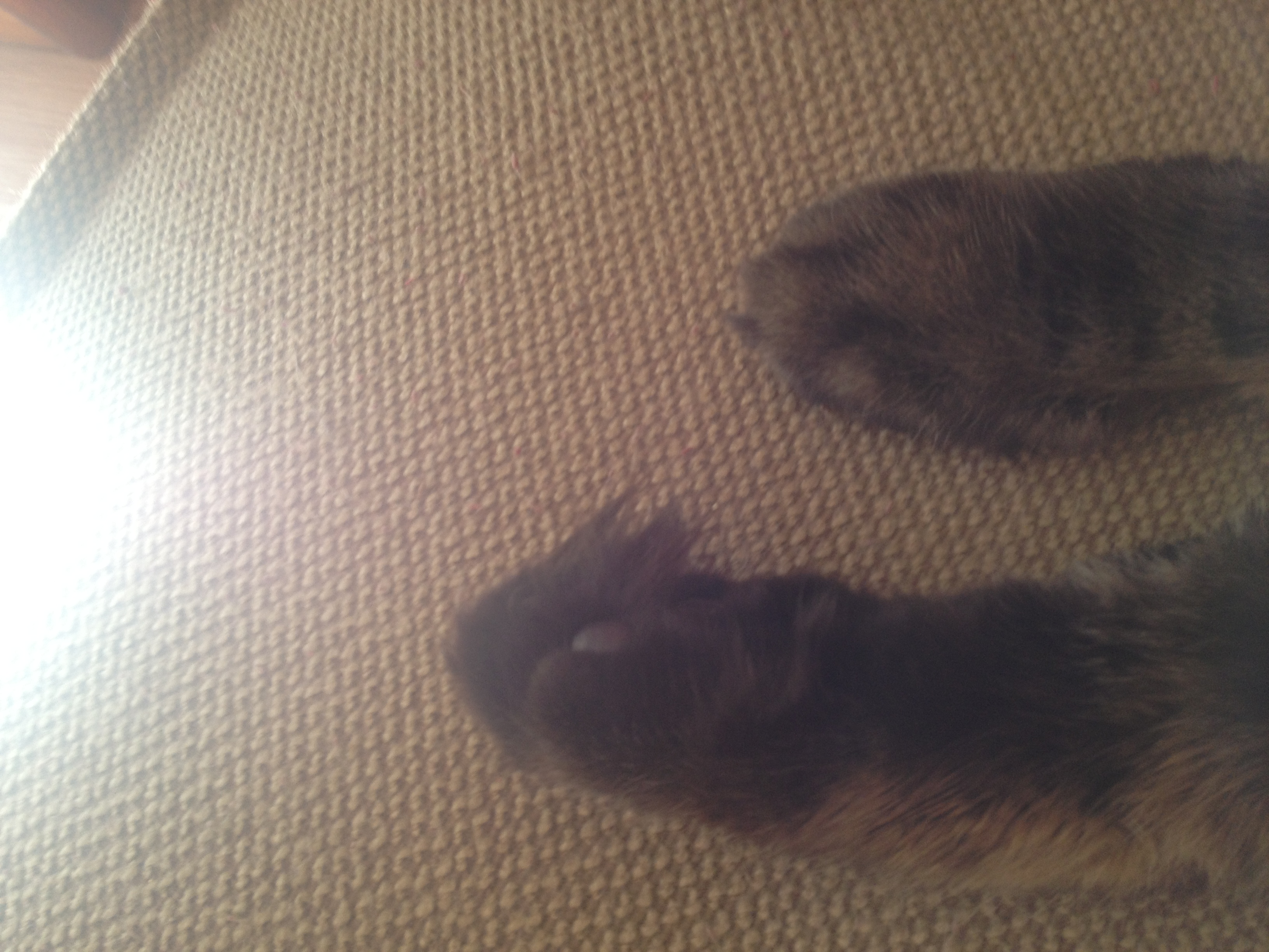 fuzzy fuzzy paws