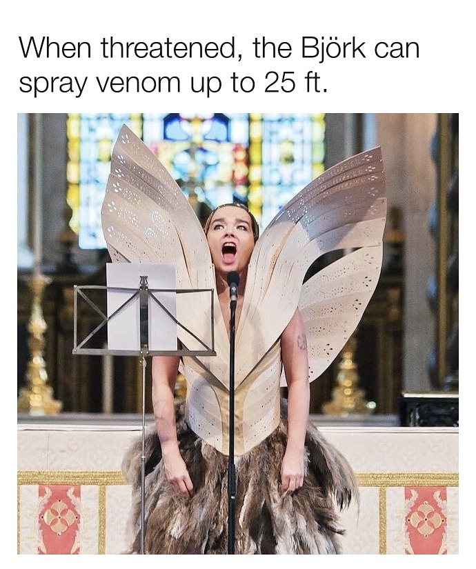 memes - photo caption - When threatened, the Bjrk can spray venom up to 25 ft.