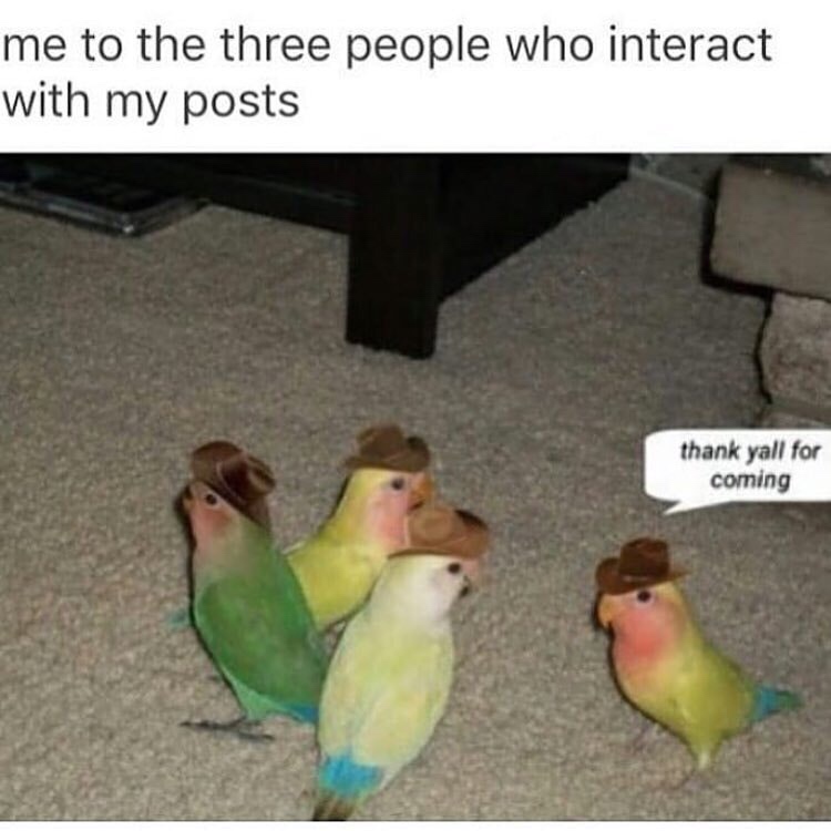 memes - thank y all for coming birds - me to the three people who interact with my posts thank yall for coming