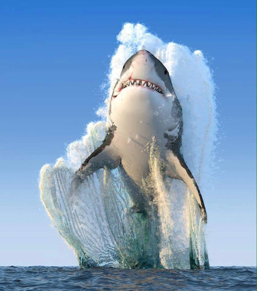 memes - great white shark jump