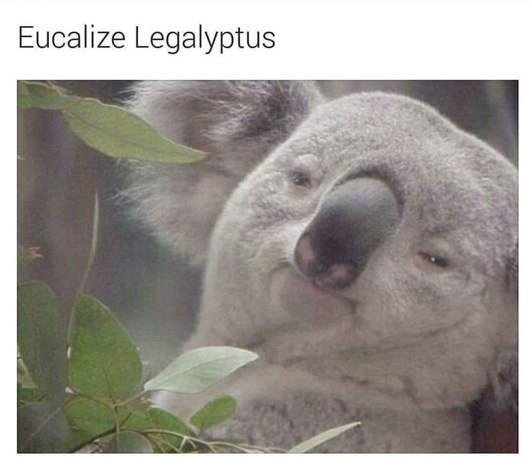 eucalize legalyptus