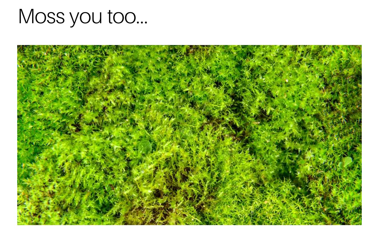 moss in lawns - Moss you too...