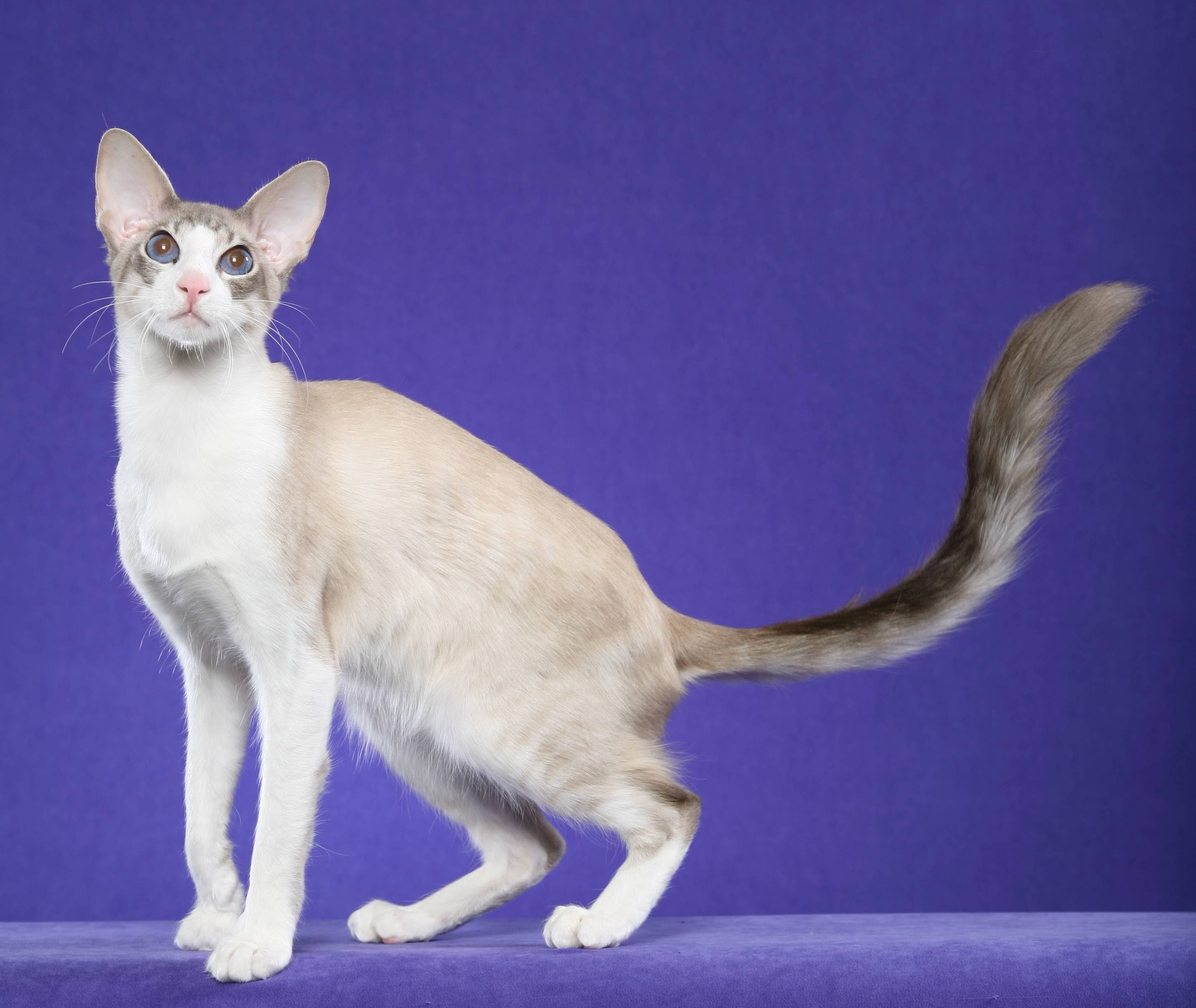 Порода с длинными хвостами. Балинезийская кошка короткошерстная. Балинезийская кошка Ориентал. Ориентальная кобалинезийская кошкашка. Яванез яванская кошка.