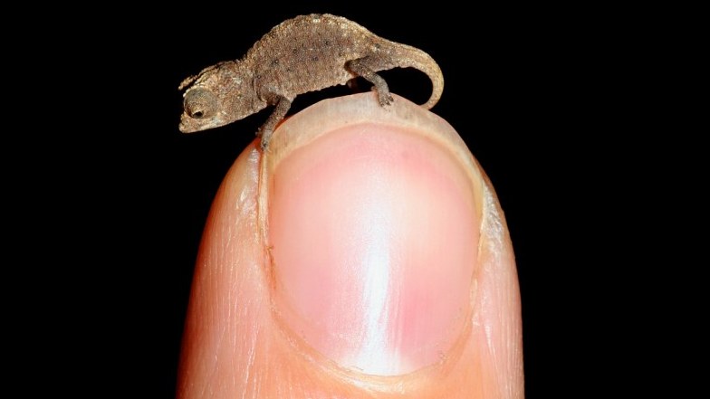 Discovered on a small islet just off Madagascar, this tiny reptile is one of a new species called Brookesia micra. It's thought to be one of the smallest reptiles on the planet  and is definitely the smallest chameleon.