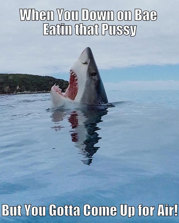 Shark Meme