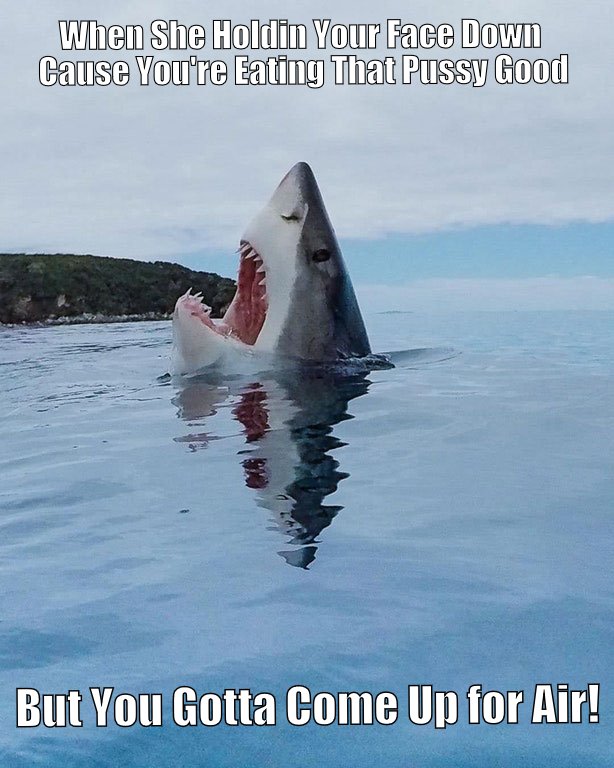 Sharky Meme