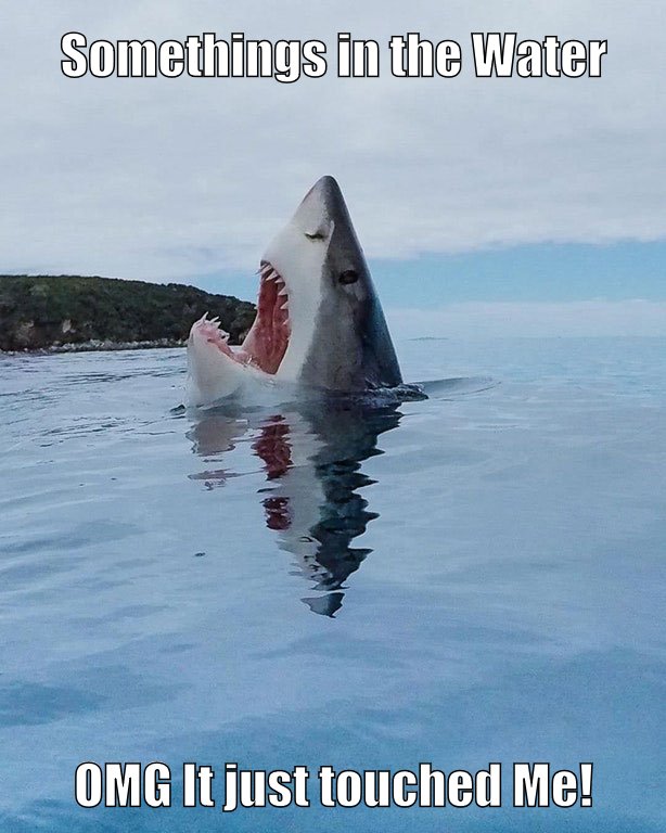Scared Shark - Picture | eBaum's World