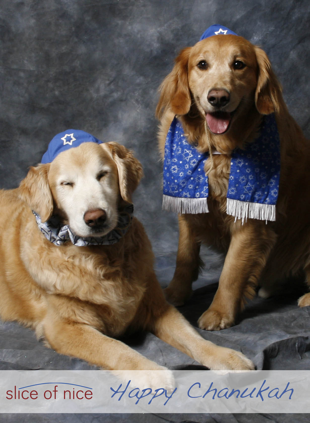 14 Dogs who study the Torah