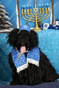 14 Dogs who study the Torah