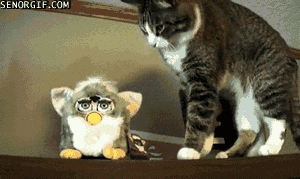 cat and furby