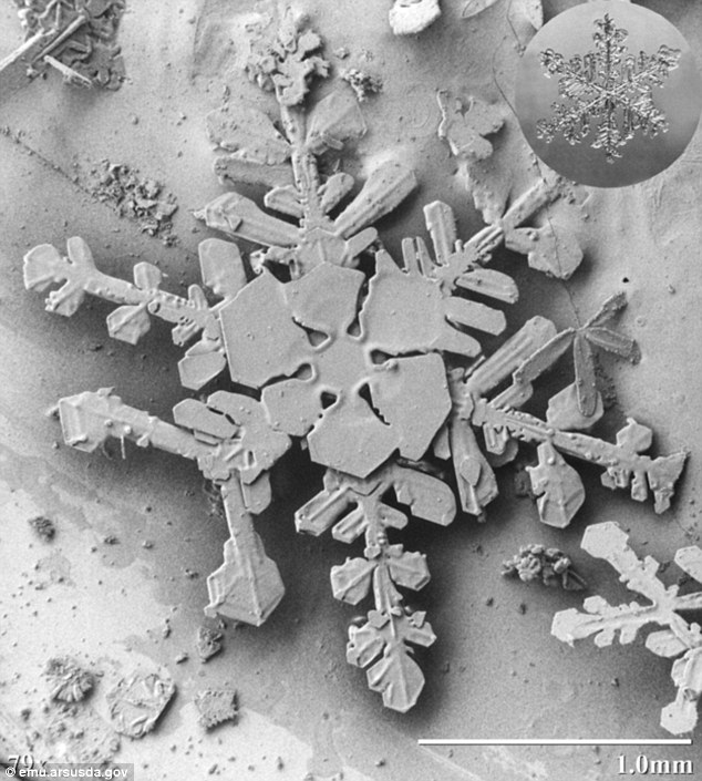 SNOWFLAKES UNDER A FROZEN MICROSCOPE!!!!