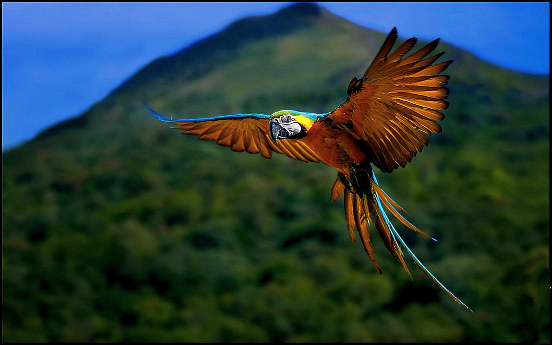 Colorful Creatures of Flight