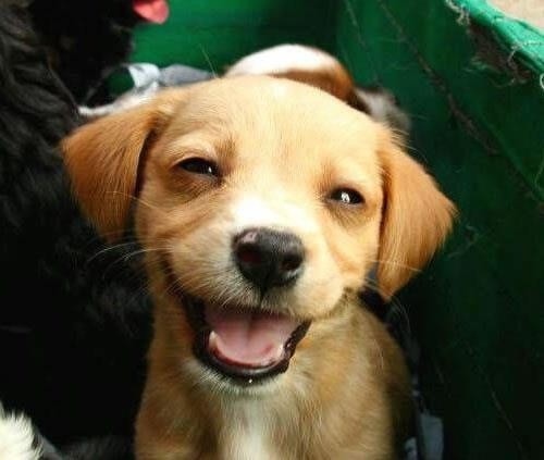 Happy Doggy Smiles