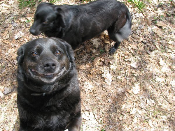 Happy Doggy Smiles