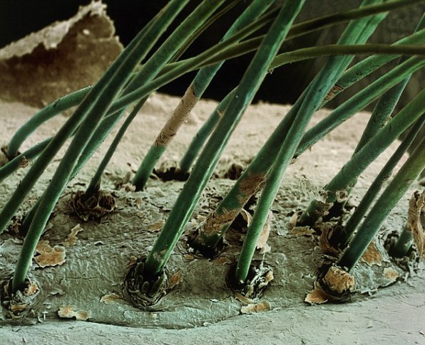 eyelashes under microscope