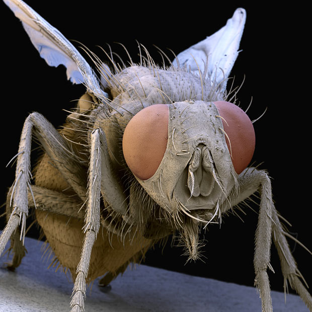 electron microscope fly
