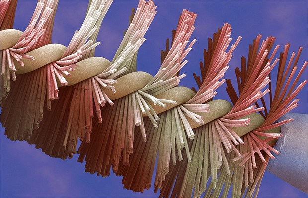 microscopic images of everyday objects