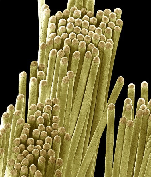 everyday items under a microscope