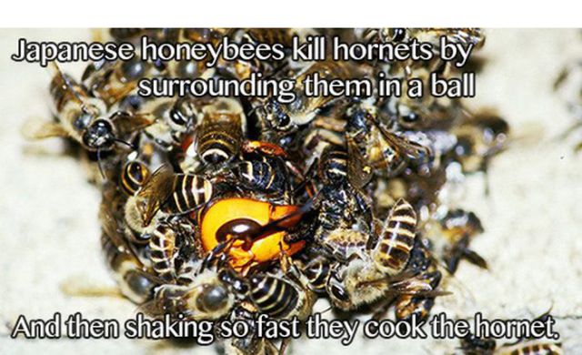 japanese honey bee killing hornet - Japanese honeybees kill hornets by surrounding them in a ball And then shaking so fast they cook the hornet