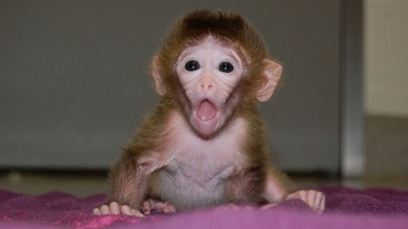 Chimera Monkeys Created from Multiple Embryos