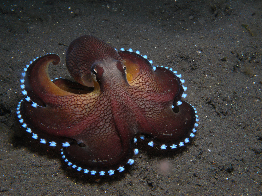 The Coconut Octopus