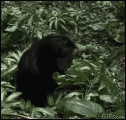 GIF'S-FOR-LAUGHS!!