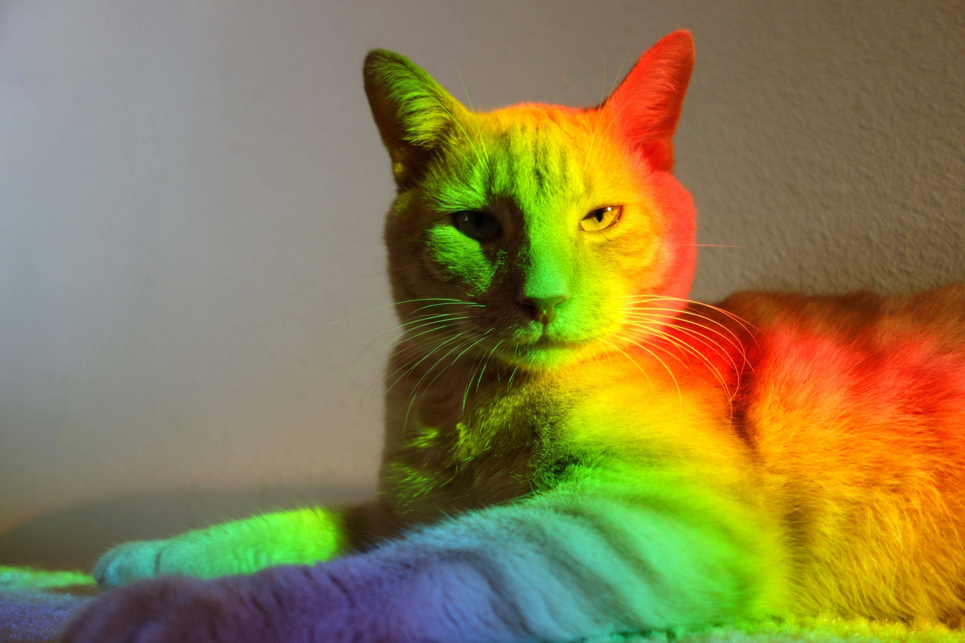 RAINBOW CAT